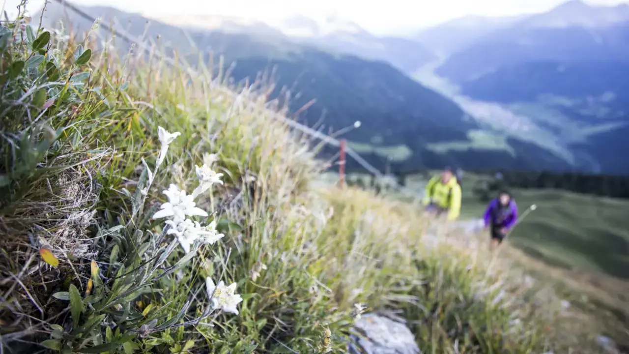 Blumen im Vordergrund mit Bergpanorama und Wanderern am Naudererhof in Tirol, naturbelassene Kulisse, ideal für Natur- und Wanderliebhaber.