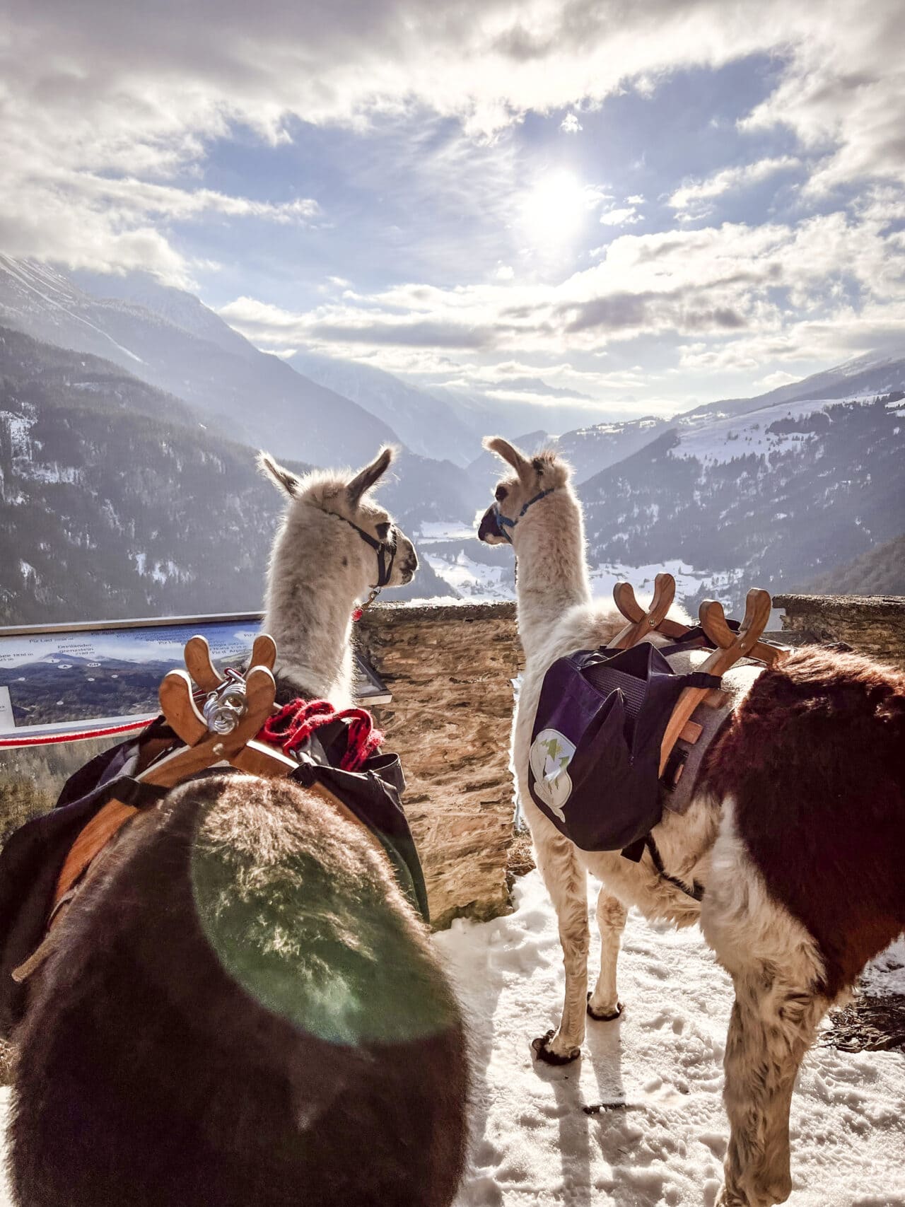 Zwei Lamas in verschneiten Bergen bei Sonnenschein